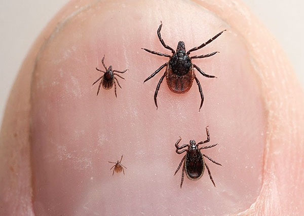 ขั้นตอนของการพัฒนาของเห็บสุนัข (Ixodes ricinus)