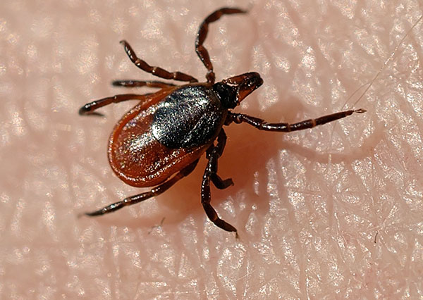 เห็บไทกาตัวเมีย (Ixodes persulcatus)