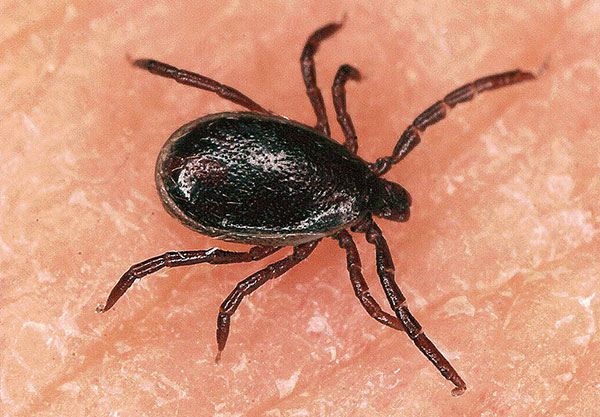 ไทกาตัวผู้ (Ixodes persulcatus)
