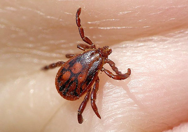 ไทก้าเห็บนางไม้ (Ixodes persulcatus)