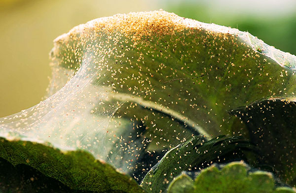 We figure out how to properly deal with spider mites and what methods are most effective ...