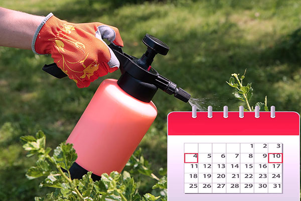 Re-treatment of plants from spider mites