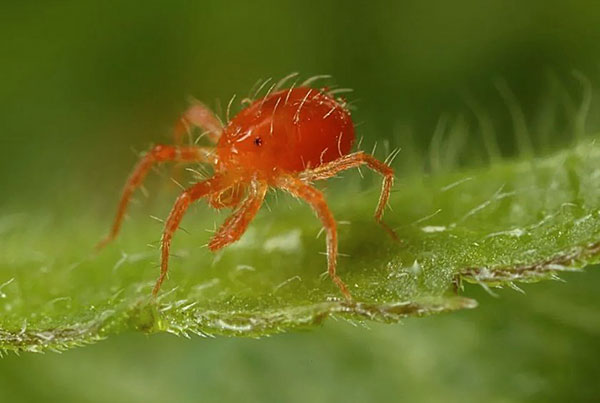 Adult Phytoseiulus (Phytoseiulus persimilis)