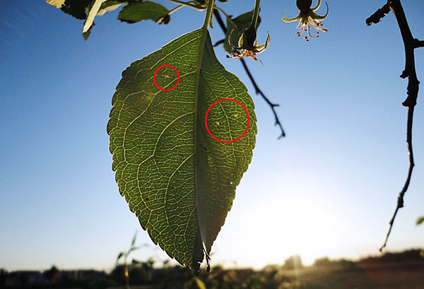 Apple leaf infested with spider mites