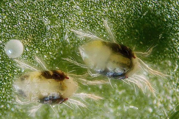 Spider mite under the microscope