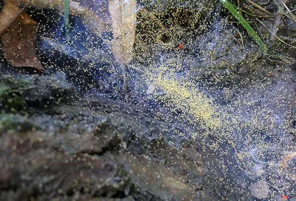 Female spider mites follow the shelter