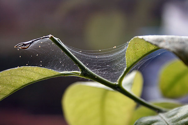 Spider mite on lemon