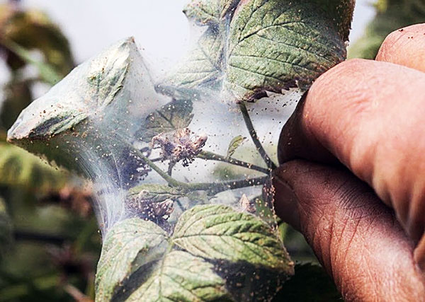 Raspberries affected by spider mites