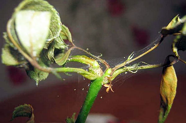 Spider mite on honeysuckle