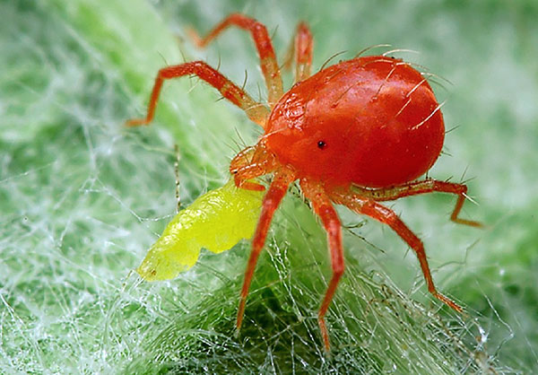 Predatory mite phytoseiulus