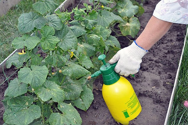 Chemical treatment of plants from spider mites