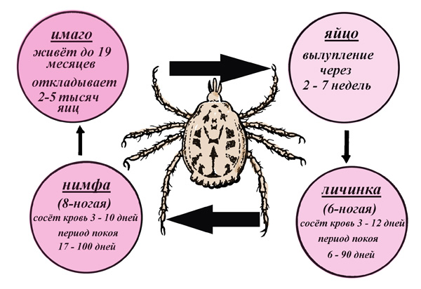Cycle de vie de Dermacentor reticulatus
