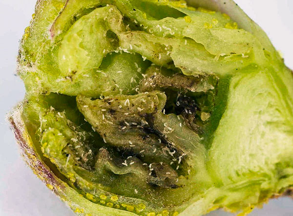 We find out how dangerous the currant bud mite is and how to deal with it ...
