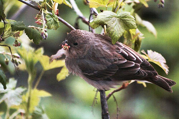 Birds carry bud mites