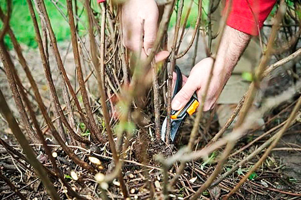Pruning a currant bush affected by a kidney mite