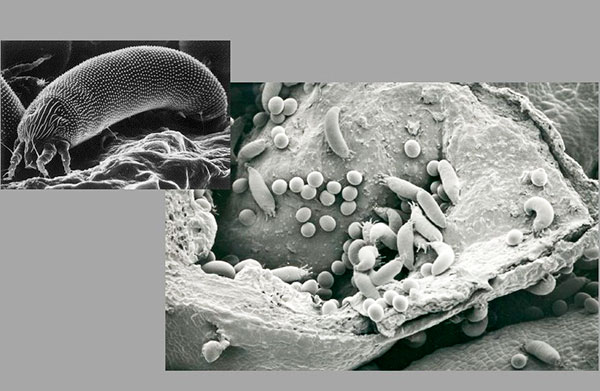 Adult bud mite