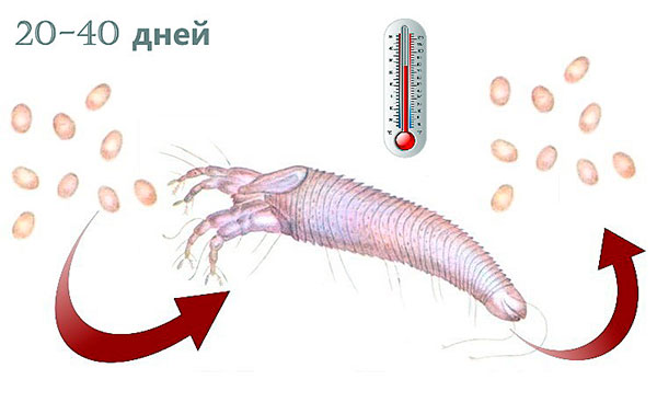 Dependence of the life cycle of a kidney tick on air temperature