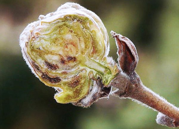 The number of mites in an infected currant bud reaches several thousand