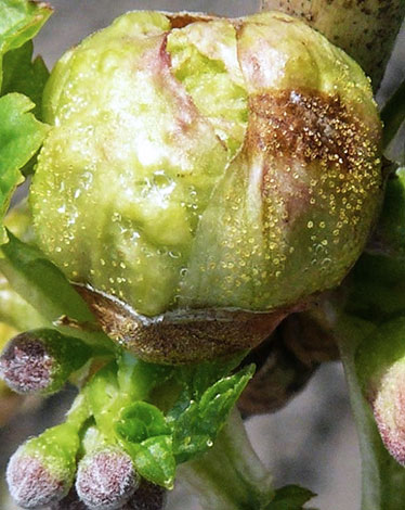 Capsules with seed material of mites on a currant bud