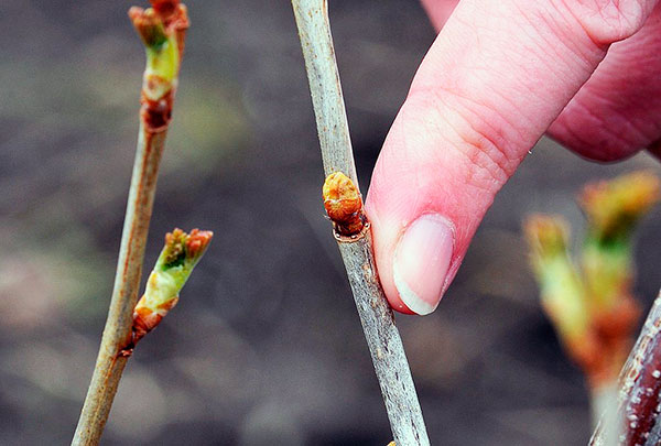 A bud infected with a mite does not develop into a leaf