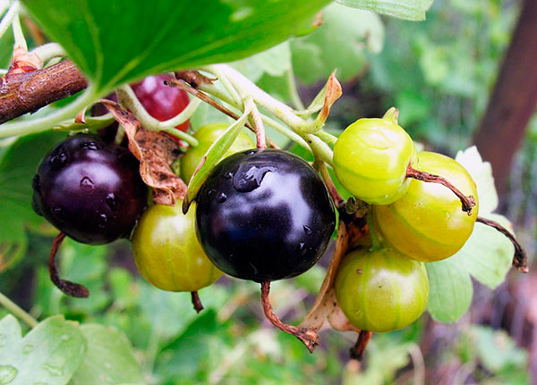 Hybrid of currant and gooseberry - Yoshta