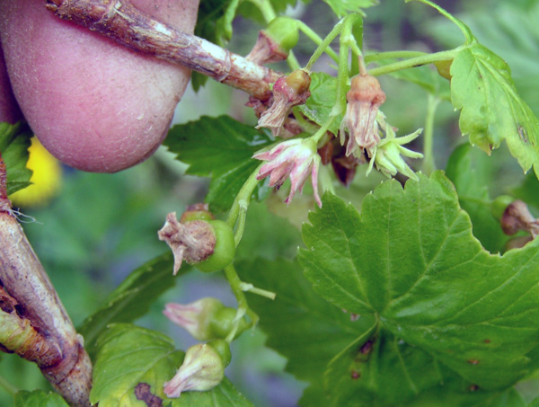 Currant affected by the terry virus