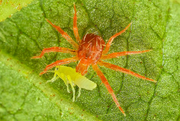 L'acarien prédateur phytoseiulus aide à lutter contre les ravageurs