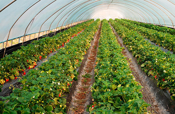 Le microclimat de la serre contribue à la reproduction des acariens de la fraise