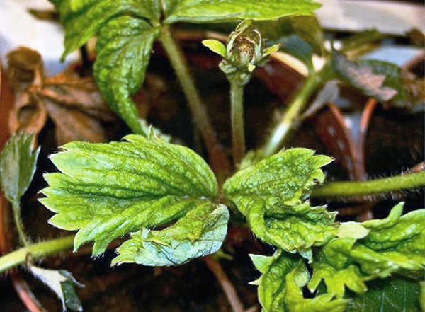 Une feuille affectée par un acarien de la fraise est enroulée