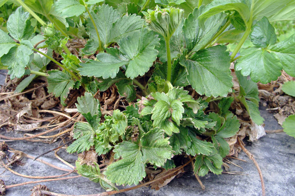 Les buissons de fraises endommagés par les acariens des fraises