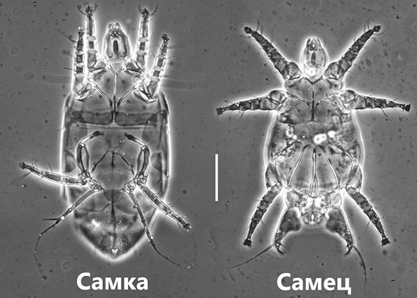 Acarien de la fraise au microscope (femelle et mâle)