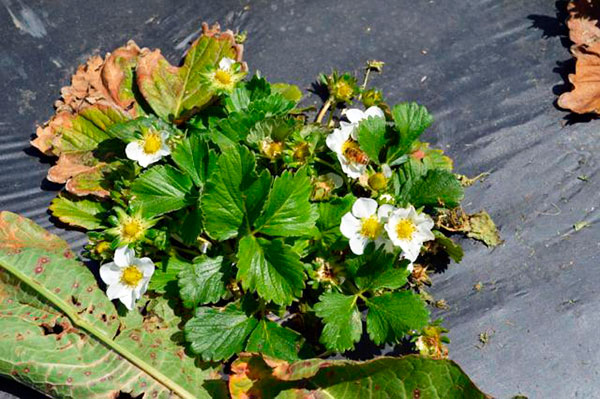 Acarien de fraise sur un buisson de fraise