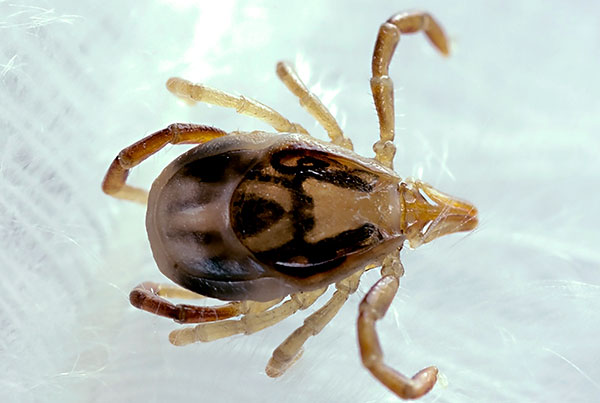 Zecca paralitica australiana