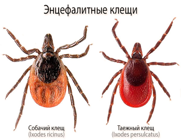 Acari dell'encefalite (Ixodes ricinus, Ixodes persulcatus)