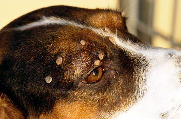 Descobrimos como agir corretamente se um carrapato mordeu um cachorro ...