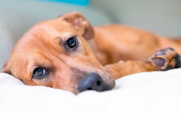 Deterioração da condição de um cão após uma picada de carrapato