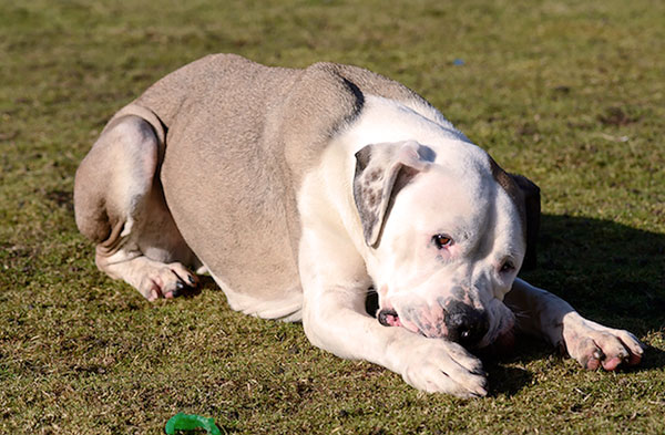 Hepatozoonose depois de comer um carrapato por um cão