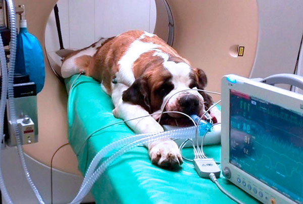 Tratamento da piroplasmose em uma clínica veterinária