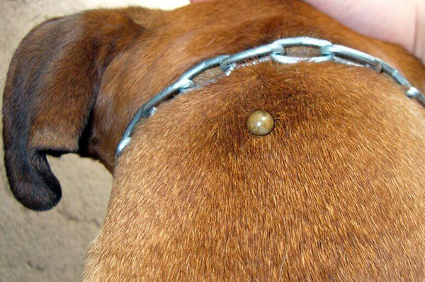Um carrapato saciado em um cão deve ser removido com cuidado