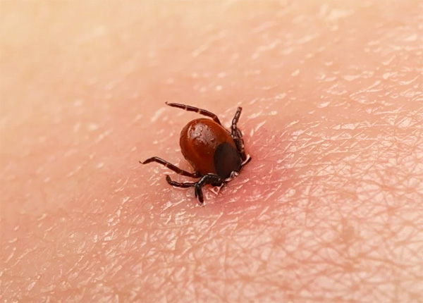 Descobrimos quais consequências para a saúde humana uma picada de carrapato pode acarretar ...