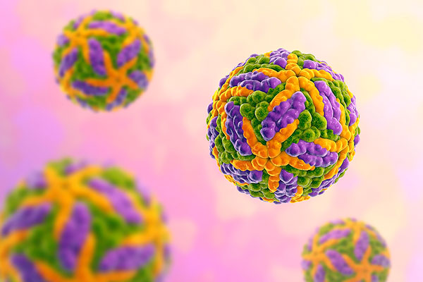 Vírus TBE infecta células imunes