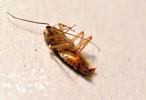Uno scarafaggio morirà anche se tocca solo il gel